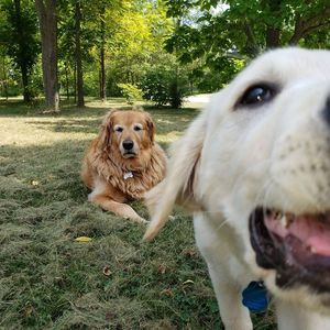 Meet your Posher, Randall